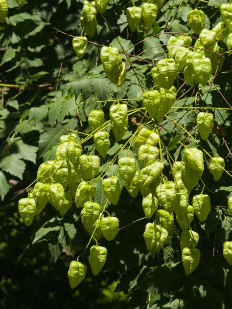 Golden Rain Tree Koelreuteria Paniculata Unripe Seed Pods Close Up