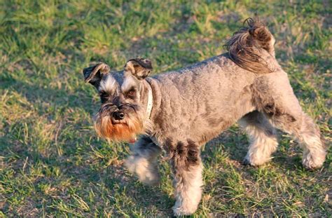 Aprende a cómo cortar el pelo de un Schnauzer mini