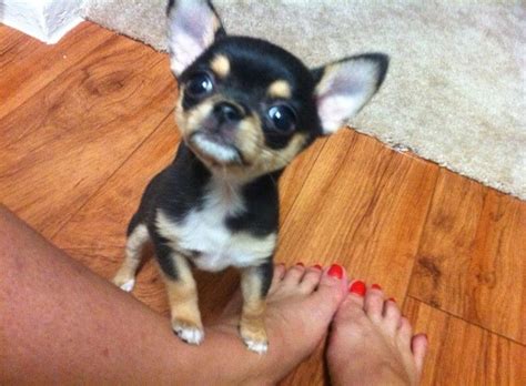70 Best Images About Teacup Chihuahua Puppies On Pinterest Chihuahuas