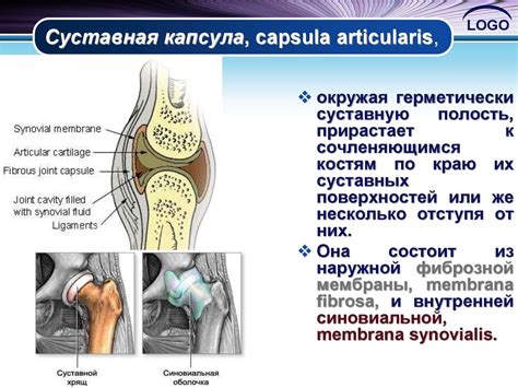 Соединение костей - презентация онлайн
