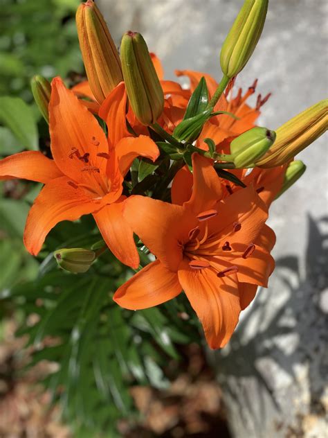 Asiatic Lilies, Lily, Orange, Plants, Flowers, Orchids, Plant, Royal ...