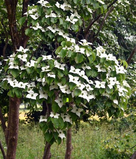 26 Different Types of Dogwood Tree Varieties