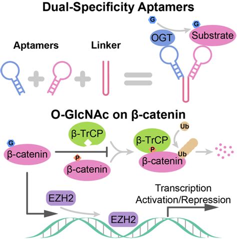 Dual Specificity RNA Aptamers Enable Manipulation Of Target Specific O