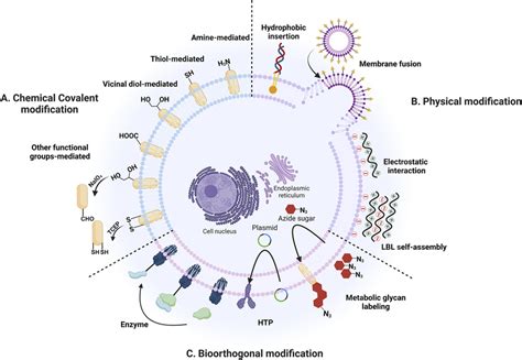 Mammalian Cell Surface Modification Strategies A Chemical Covalent Download Scientific