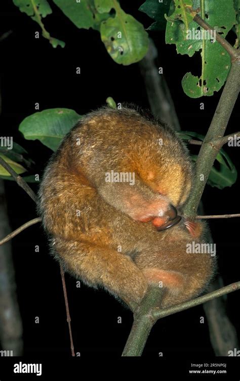 Cyclopedidae hi-res stock photography and images - Alamy