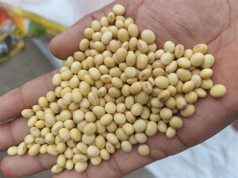 Hybrid High Quality Organic Soybean Seed Packaging Type Loose