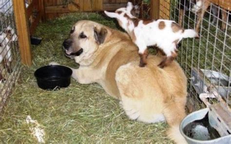 Can Goats And Dogs Live Together Sand Creek Farm