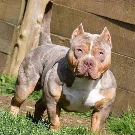 Types Of The Pit Bull Dogs Pitbulls Pitbull Dog American Pitbull