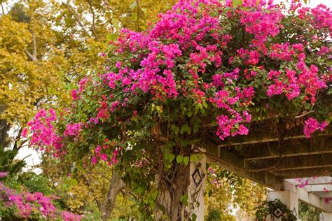 Plantes rafraîchissantes pour votre jardin les 5 meilleures options