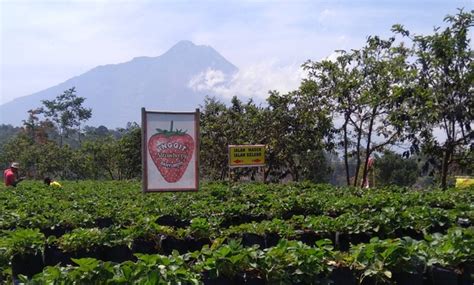 Kebun Inggit Strawberry Wisata Petik Buah Sambil Ngopi Di Lereng