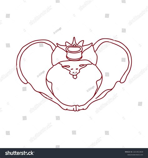 Human Female Pelvic Bones Vector Outline Royalty Free Stock Vector