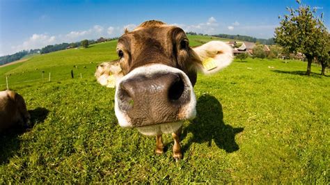 Cow Wallpapers Wallpaper Cave