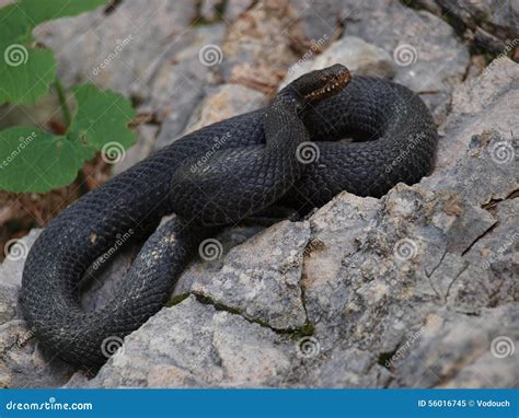 Venomous Snake - Black Viper Stock Image - Image of poison, reptiles ...