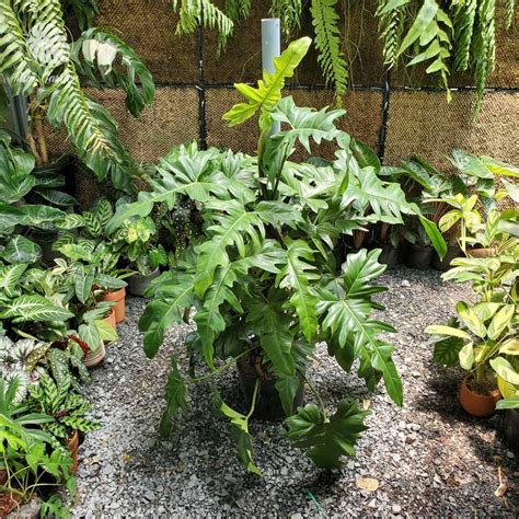 Cây Trầu Bà Rồng leo trụ Philodendron Hoa Kiểng Phúc Lộc