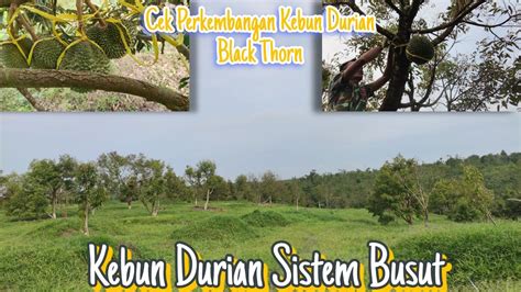 CEK PERKEMBANGAN KEBUN DURIAN BLACK THORN KEBUN DURIAN SISTEM BUSUT