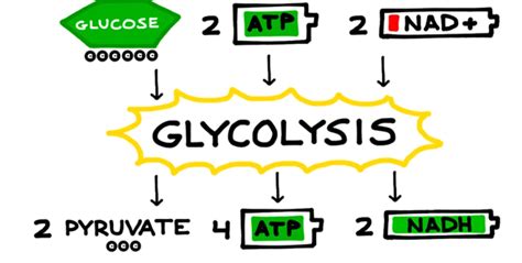 19 Unbelievable Facts About Glycolysis