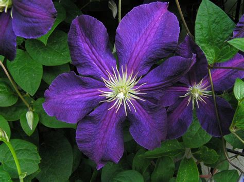 Jackmanii Clematis Blooms Jackmanii Clematis Blooms Flickr