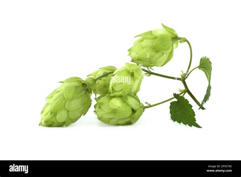 Common Hop Plant Humulus Lupulus Stock Photo Alamy