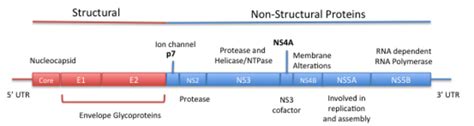 1 Map Of Hcv Genome And Brief Description Of Protein Function