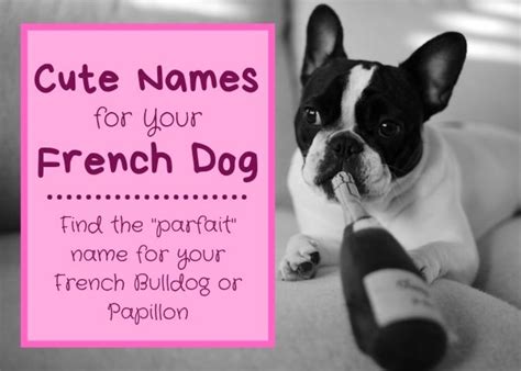 Cute French Dog Names for a Papillon or French Bulldog - PetHelpful