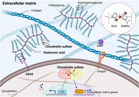 What Is Chondroitin Sulfate And What Are Its Effects