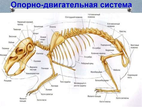 Органы, аппараты и системы органов животного организма. Законы ...