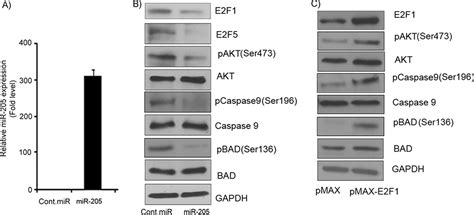 Mirna Suppresses Melanoma Cell Proliferation And Induces Senescence