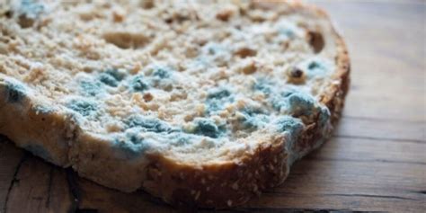 Ate Moldy Bread What To Do Risks And Solutions