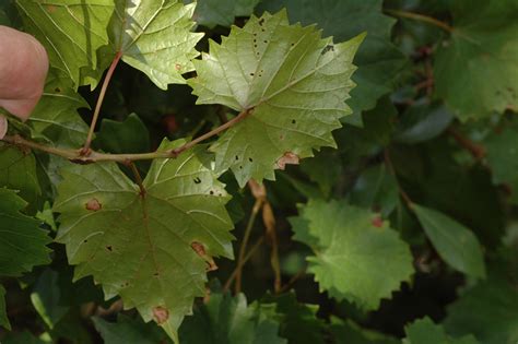 Vitis Rotundifolia Vitaceae Image 112321 At PhytoImages Siu Edu