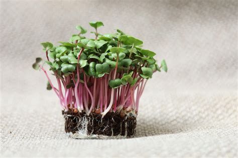 Sprouts Vs Microgreens What S The Difference And Which One Is Best For