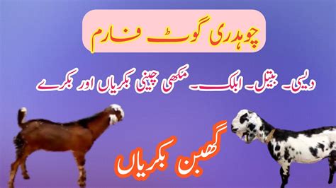 Goat Farming In Pakistan L Ghaban Bakriyan L Milking Goats L Makhi