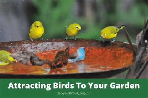 Attracting Birds To Your Yard Advice Tips And Techniques