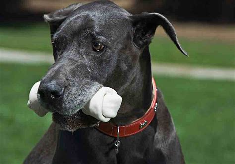 What Do Great Danes Like And Dislike The Top 33 Revealed