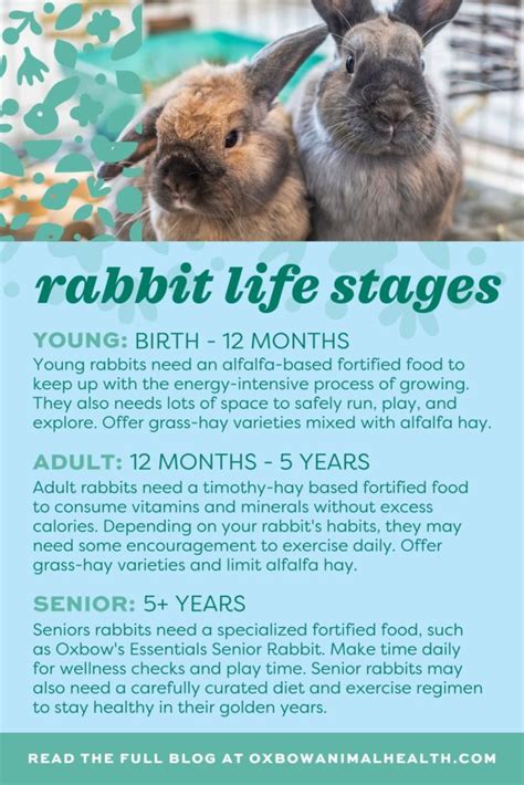 Rabbit Lifespan And Life Stages