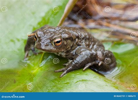 Sapo Comum Bufo De Bufo Imagem De Stock Imagem De Olhos