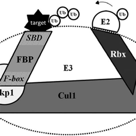 The SCF Ubiquitin Ligase Complex Schematic Representation Of The