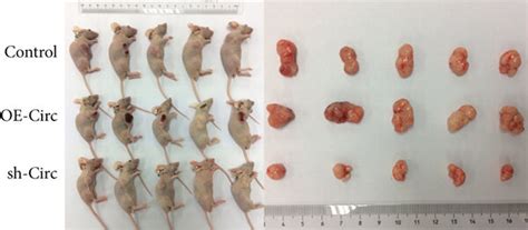 In Vivo Verification Of The Circ Mir Pak Axis A Nude