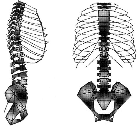 Model Of A Spine Ribcage And Pelvis Used To Predict Responses To