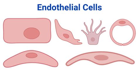 Endothelial Cells Definition Types Structure Functions