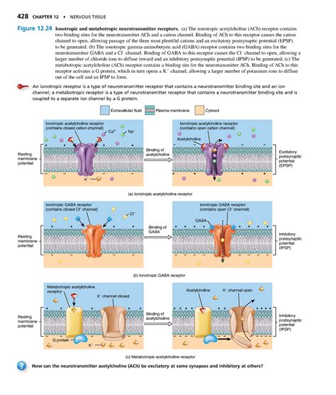 Anatomyand Physiology Chapter Nervous Tissue Figure