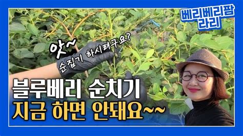 블루베리 하계전정 Vs 블루베리 순치기순잡기순집기 의 농작업 차이 개념 정리블루베리가지치기여름전정블루베리수형만들기