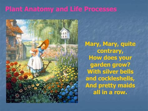 PPT Mary Mary Quite Contrary How Does Your Garden Grow With Silver