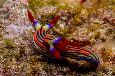 Nembrotha Aurea Nudibranch Facts And Photographs Seaunseen