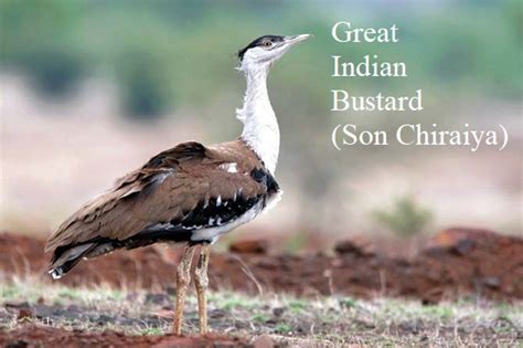 Great Indian Bustard Son Chiraiya History Features Threats To Gib Life