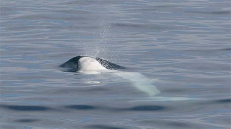 Glimpse Of A Lifetime Rare Beluga Whale Sighting Off San Diegos Coast