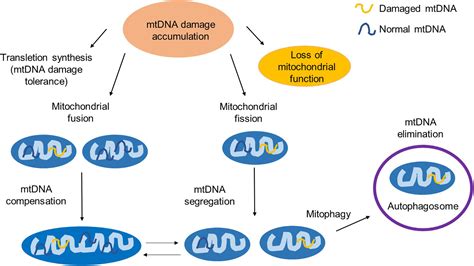 Frontiers The Mitochondrial Response To DNA Damage