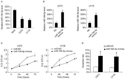 Transfection With Mir 194 5p Mimics Inhibits U373 And U118 Cellular