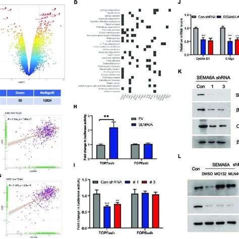 Identification of the potential target genes of the VHL HIF 2α axis in