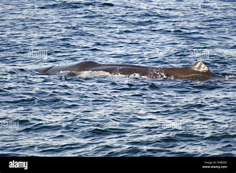 Sperm Whale diving Stock Photo - Alamy