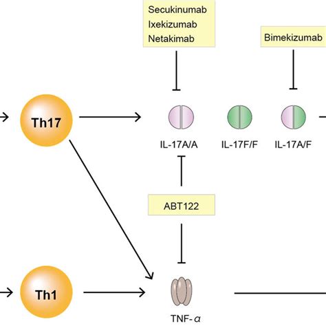 Schematic Overview Of The Role Of Il 23 And Il 17 In Spa Dendric Cells